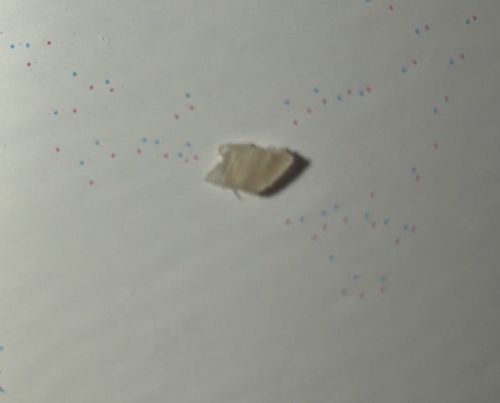 Casemaking Clothes Moth (Larva/Case)