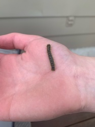 Forest Tent Caterpillar