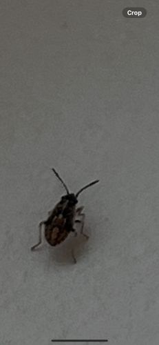 Dirt-colored seed bug (likely)