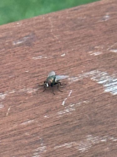 Blow Fly
