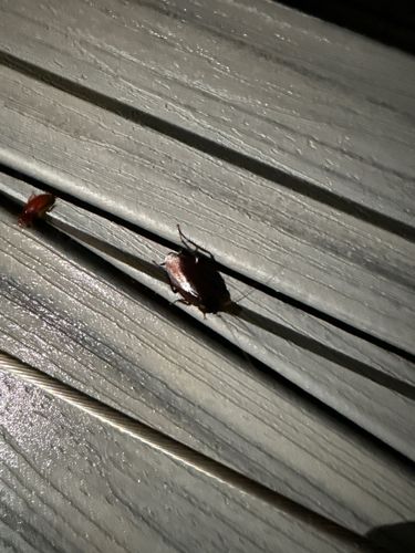 American Cockroach (and possibly German Cockroach for the smaller one)