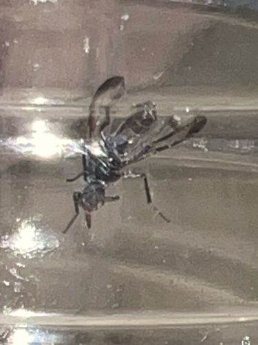 Ant alate (winged ant)