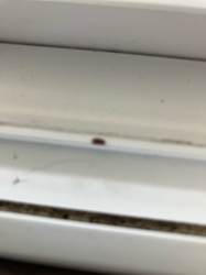 Carpet Beetle (appears to be a Varied Carpet Beetle or a similar species)