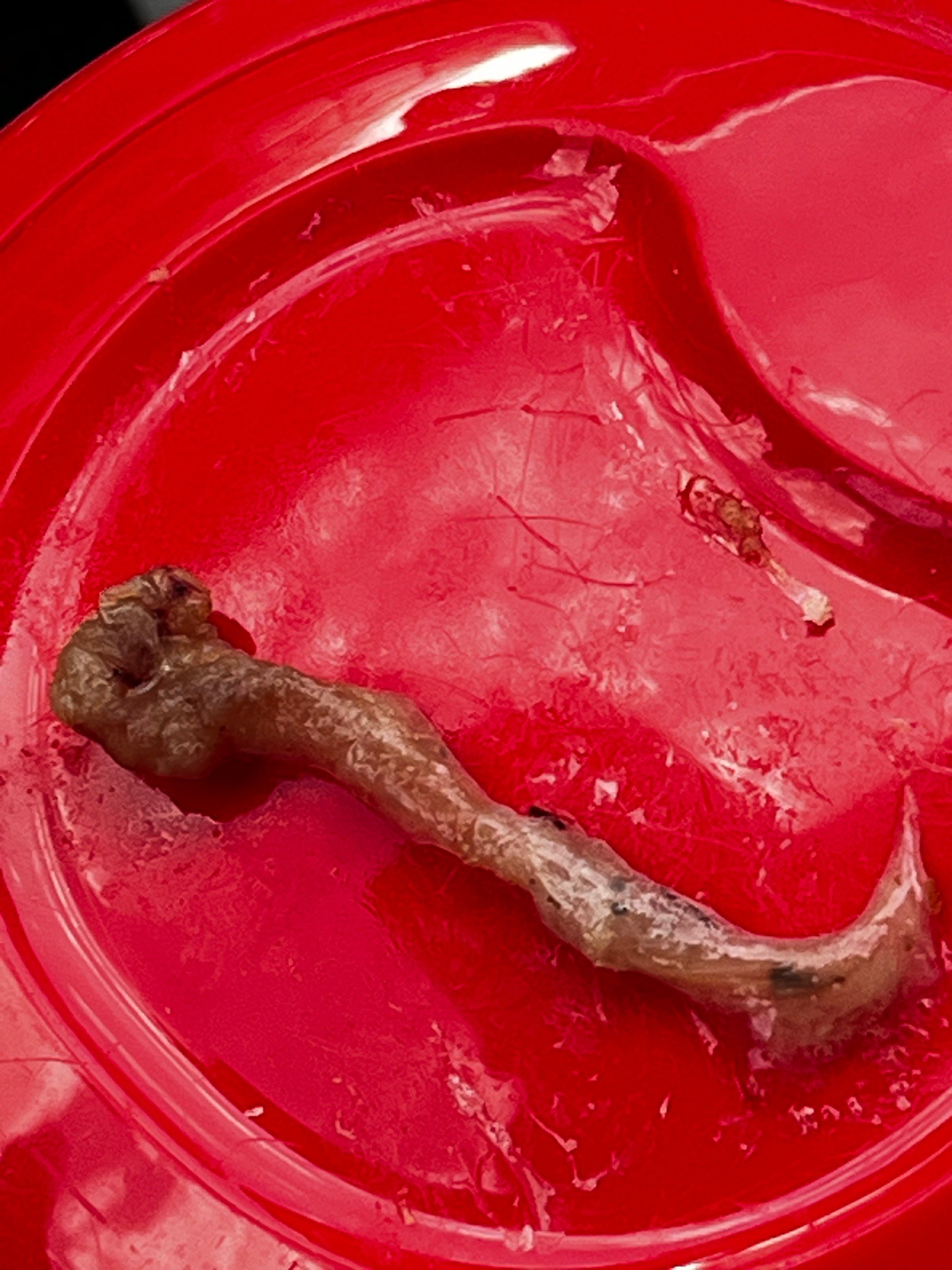 Earthworm (partially decomposed/damaged)