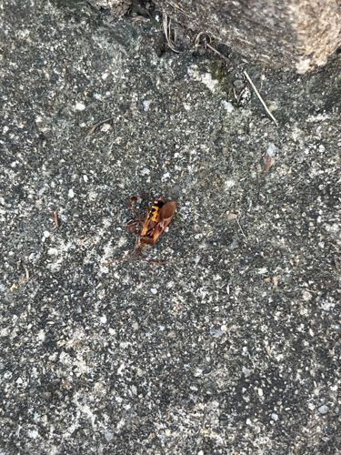Boxelder Bug