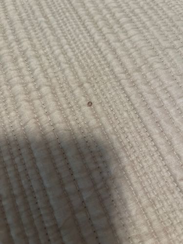 Bed Bug (Likely a Nymph or recently fed adult)
