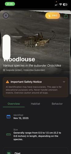 Woodlouse