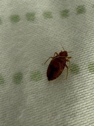 Bed bug