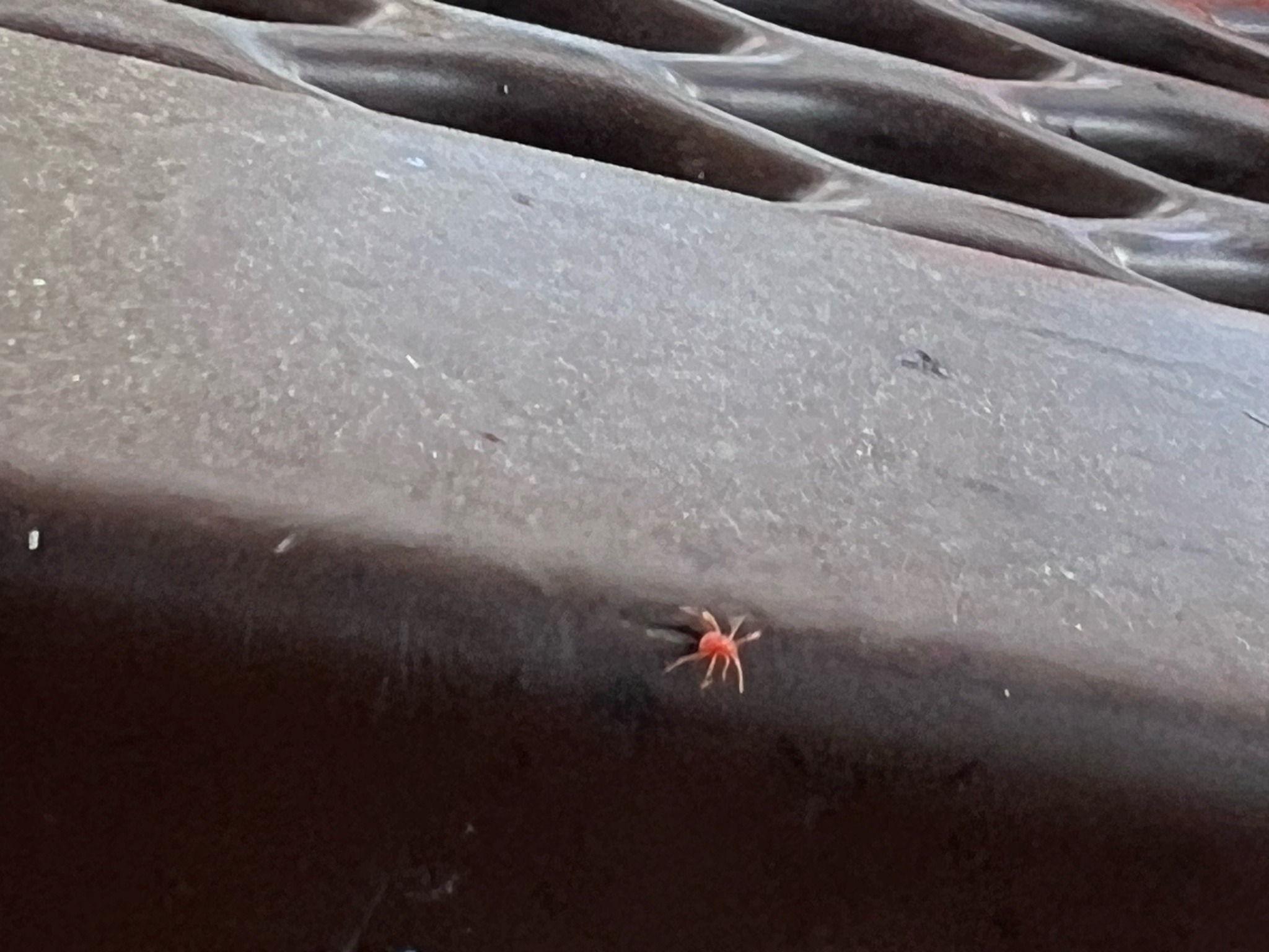 Red Velvet Mite