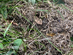 Hoverfly (Flower Fly)