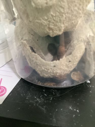 Mealworm (Darkling Beetle larvae)