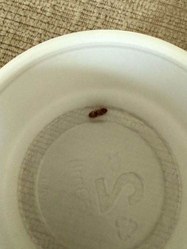 Carpet beetle (larva)