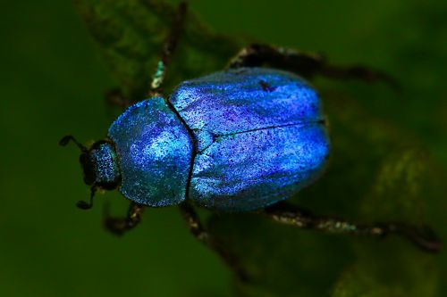 Blue Chafer