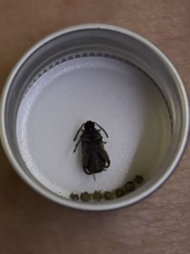 Glowworm (likely female)