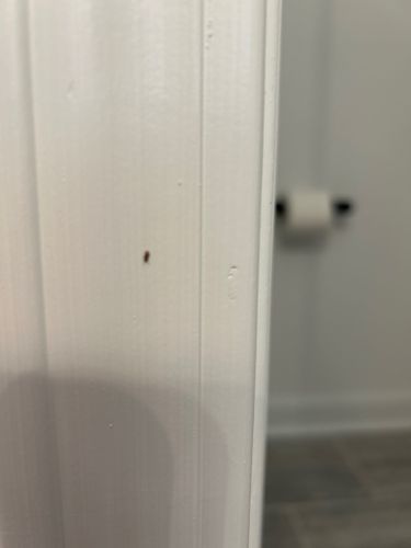 German Cockroach Nymph