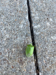 Green Stink Bug