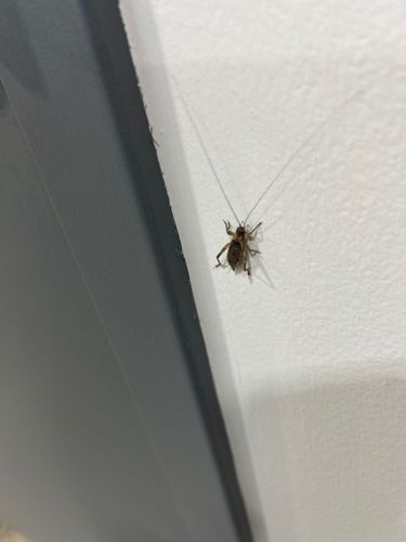 Cave Cricket / Camel Cricket