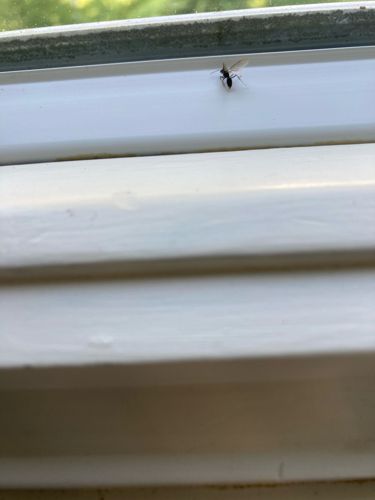 Winged Ant (Alate)