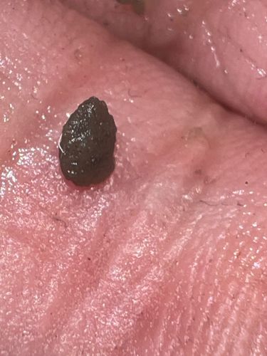 Tortoise Beetle Larva