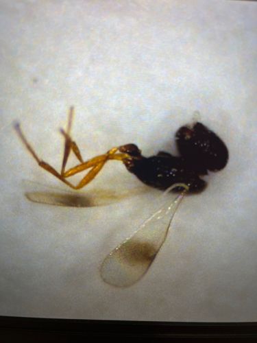 Ant Wasp (likely a parasitic wasp)