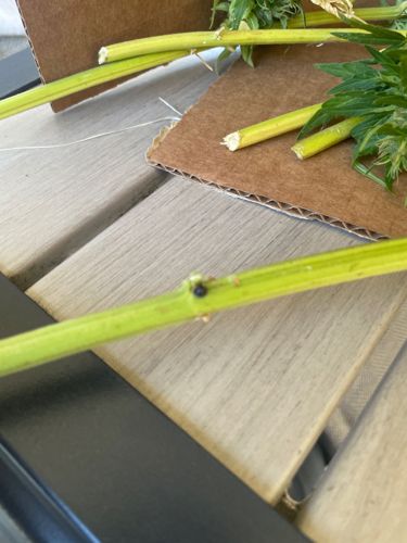 Aphid (specifically based on common appearance and context, likely a cannabis aphid or similar plant aphid)