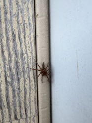 Grass Spider