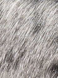 Image is not an insect/bug