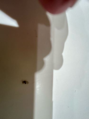 Fruit Fly (common house fly type)