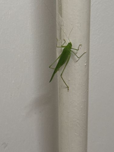 Katydid