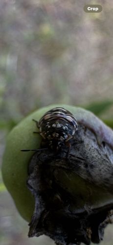 Brown Marmorated Stink Bug