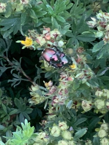 Japanese Beetle
