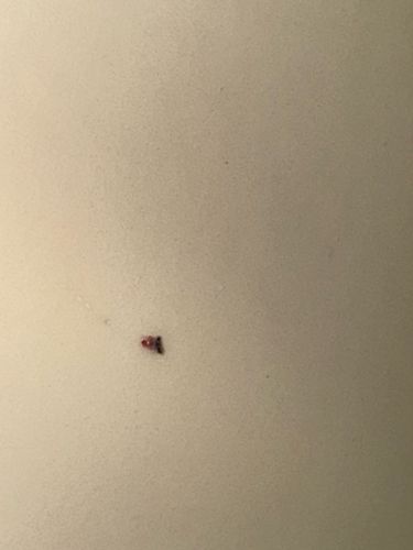 Bed Bug