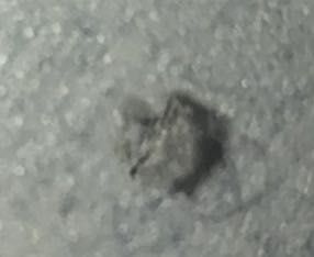 Unidentifiable Arachnid/Insect (Likely a Spider or Mite)