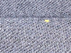 Bird or rodent mite (likely nymph)