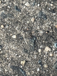 N/A - No insect visible