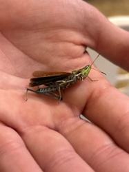 Grasshopper