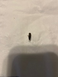 Click Beetle (possibly a species of Elateridae)