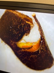 Tachinid Fly Puparium (likely)