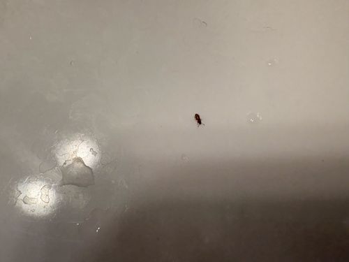 Sawtoothed Grain Beetle