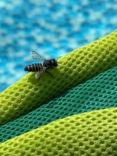 Mason Bee (likely a species of Osmia)