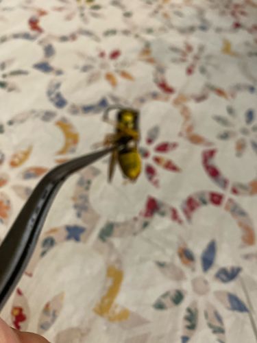 Yellowjacket Wasp