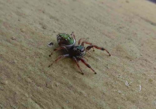 Emerald Jumping Spider