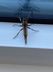 Robber Fly
