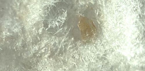 No identifiable insect visible (Likely debris or skin flake)