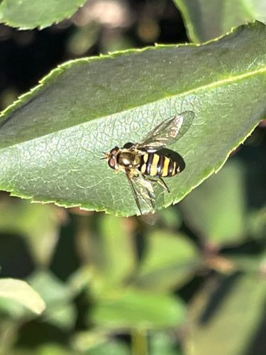 Hoverfly, Flower fly