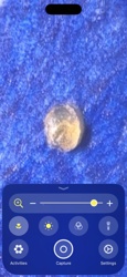 Scale Insect