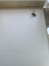 House Fly