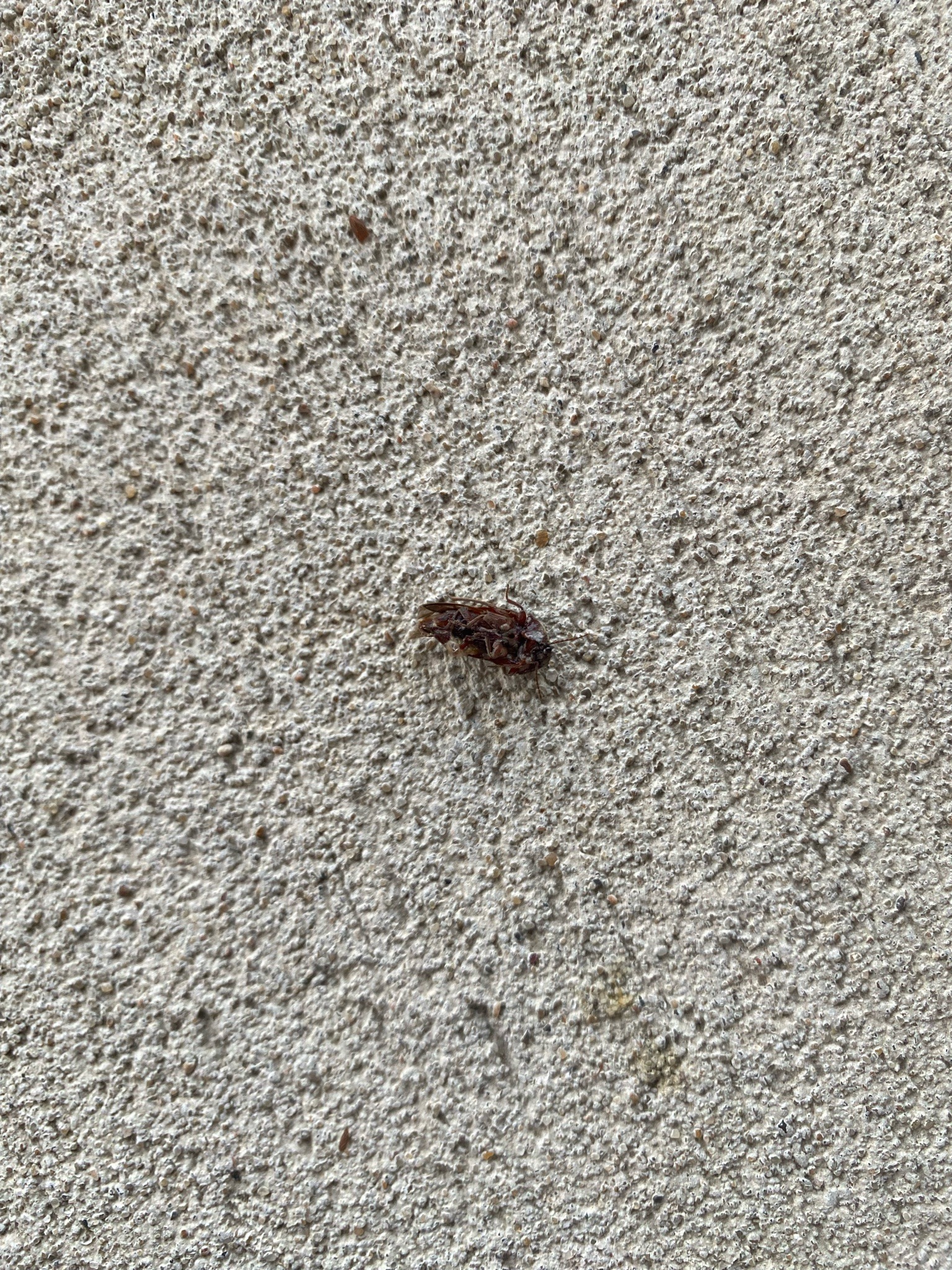 May Beetle (also known as June Bug)