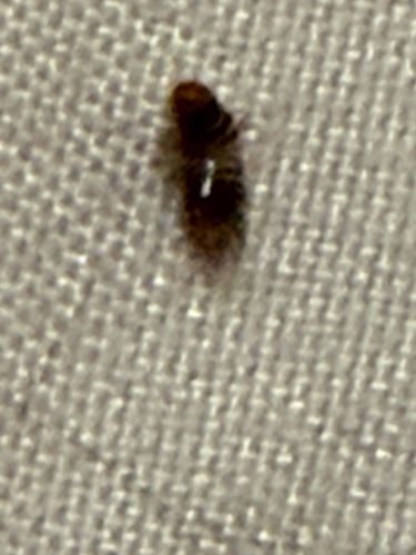 Carpet beetle larva