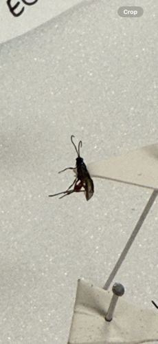 Braconid Wasp